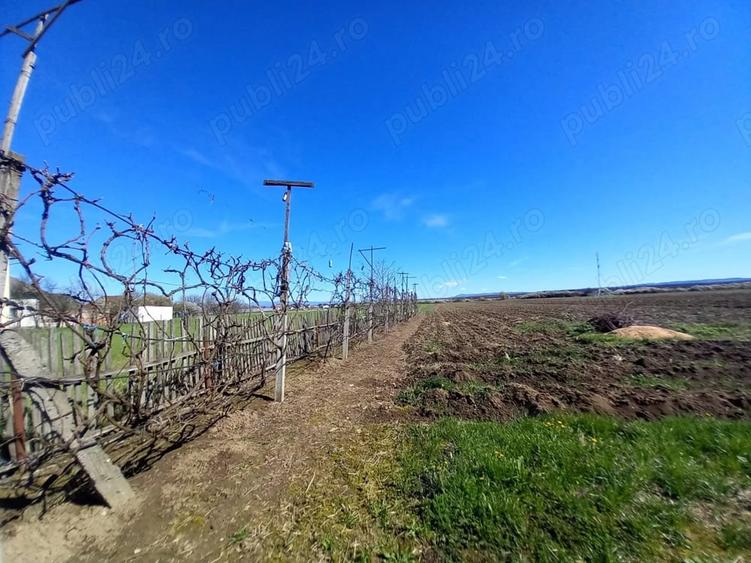 Casă cu 3 camere cu Teren 6500 Mp în Lucăcești