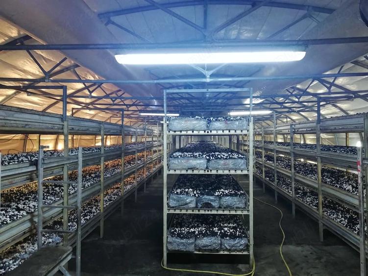 Spațiu comercial, de 500 mp, în Stoina