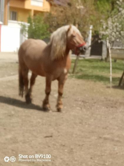 Apartament în Rebra