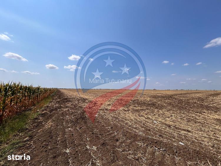 Teren intravilan de vanzare in Pielesti
