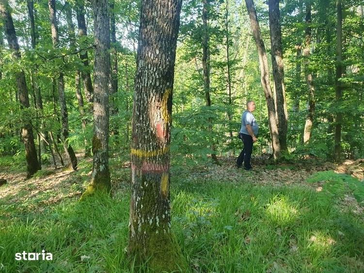 Teren de 15000 mp, în Vâlcea