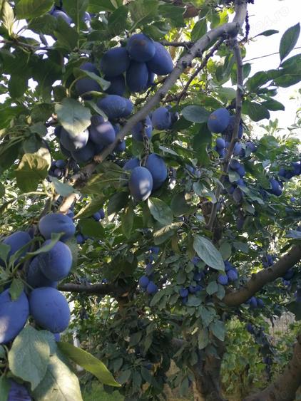 Teren de 400 mp, în Valea Lupului