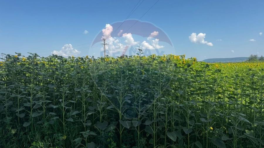 Teren de 8156 mp, în Costâna