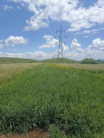 Teren agricol extravilan de 2900 mp, în Periferie