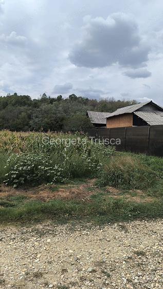 Vand cinci parcele de teren in comuna Vedea, jude?ul Arge?