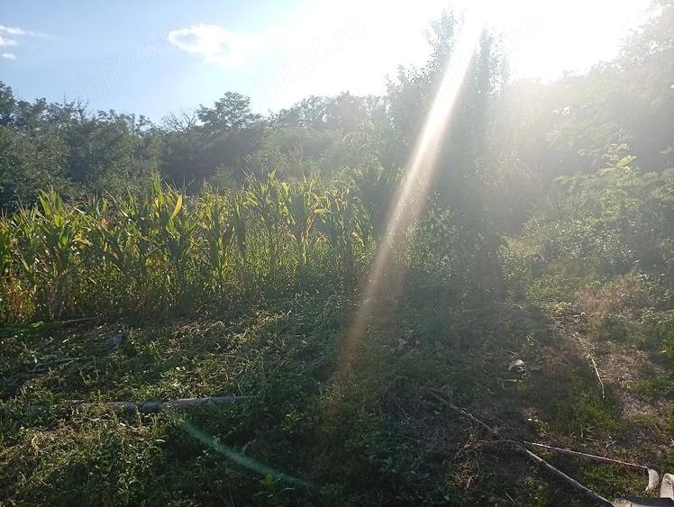Teren de 1250 mp, în Țuțcani