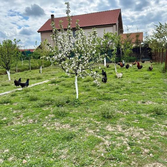 Casă cu 3 camere cu Teren 757 Mp în Oșorhei
