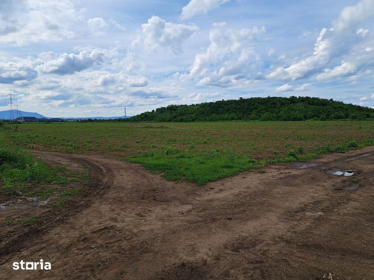 Teren de 3500 mp, în Movilei