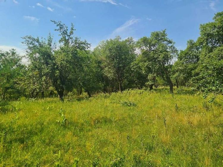 Teren de 12922 mp, în Loamneș