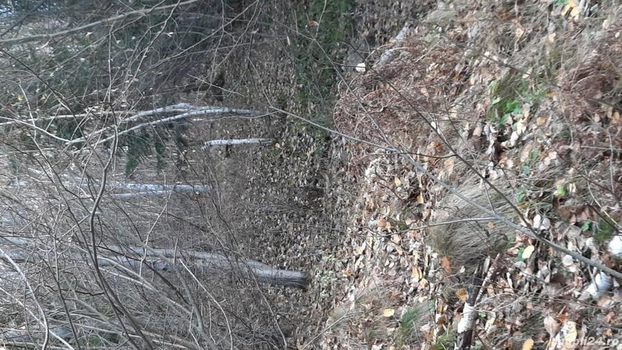 Teren de 21000 mp, în Molid