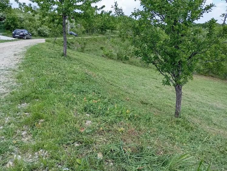 Teren de 1370 mp, în Băbana