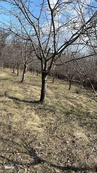 Teren de 4900 mp, în Păulești