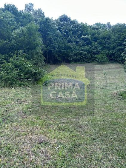 Teren Construcții intravilan de 6200 mp, în Tăuții-Măgherăuș