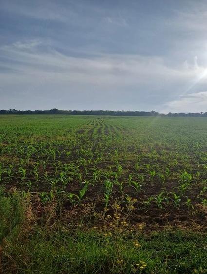 Teren de 31400 mp, în Răzoare