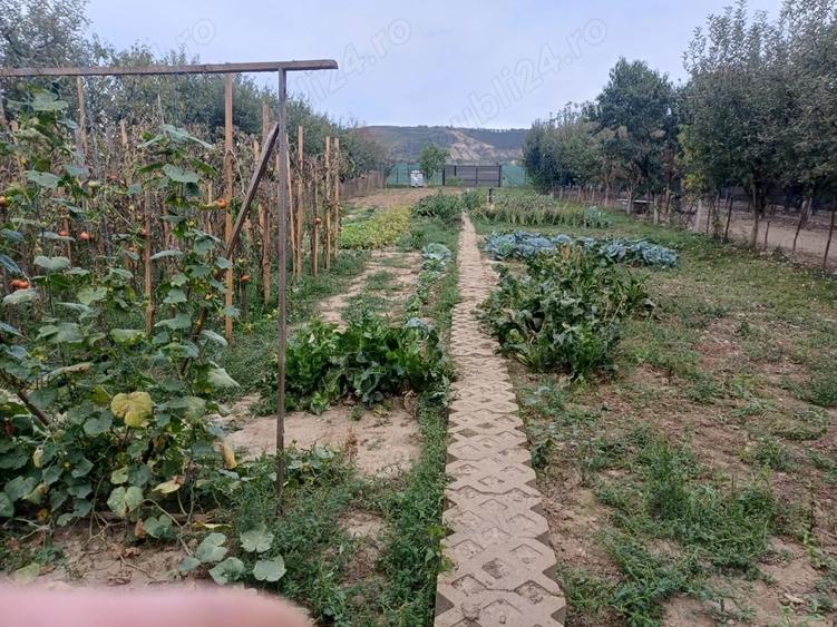 Teren de 1400 mp, în Central