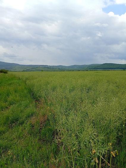 Teren de 2900 mp, în Central