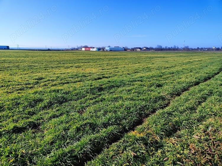 Teren de 43000 mp, în Căzănești