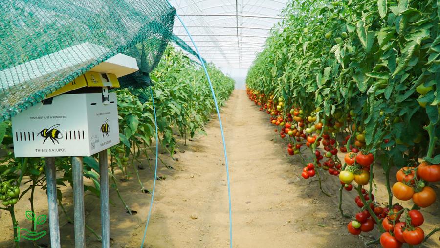 Teren agricol extravilan de 6.5 mp, în Miorița