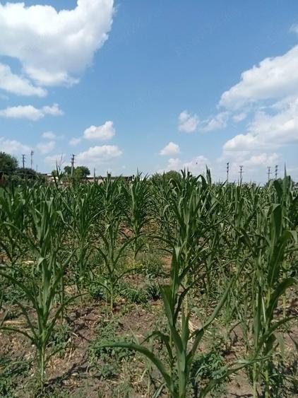 Teren de 2400 mp, în Războieni