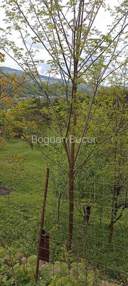 Teren de 3000 mp, în Central
