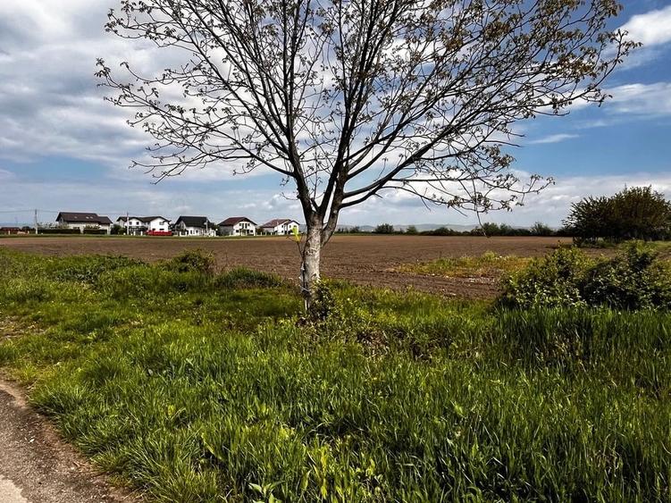 Teren de 1700 mp, în Berceni