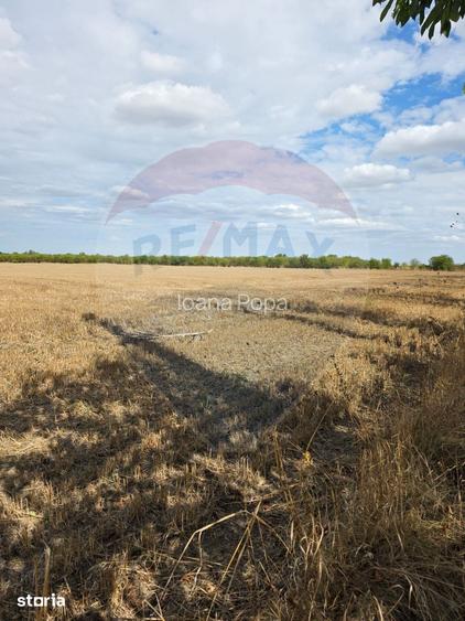 Teren 5000 mp deschidere Sos. Silistea Ciolpani