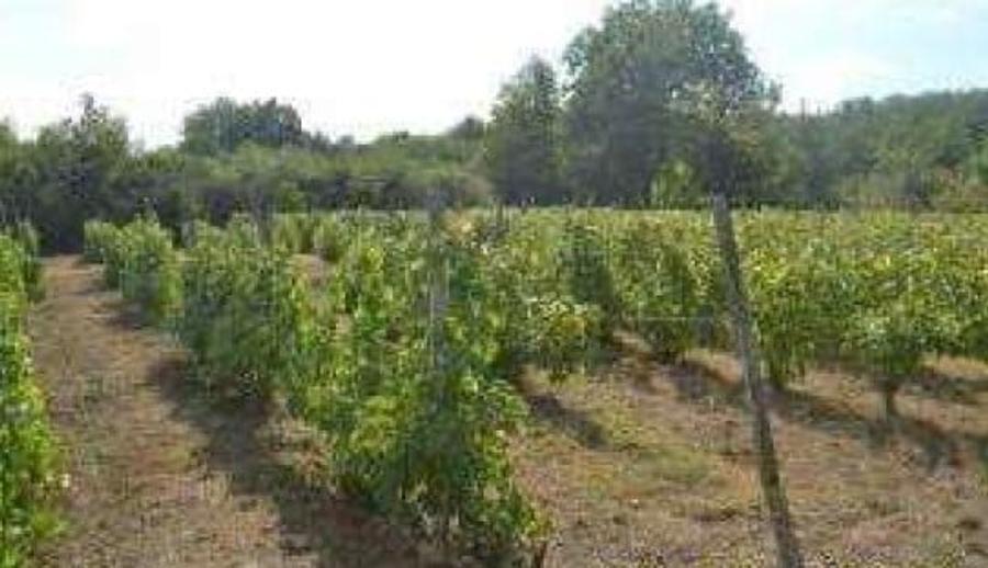 Teren agricol extravilan de 3000 mp, în Aiud