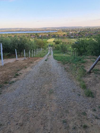Teren de 1300 mp, în Tileagd