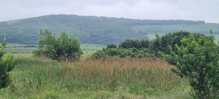 Teren extravilan de 7200 mp, în Gornești