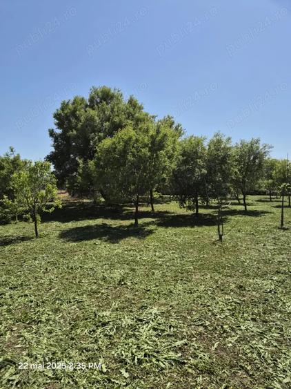 Teren de 1500 mp, în Sălcioara