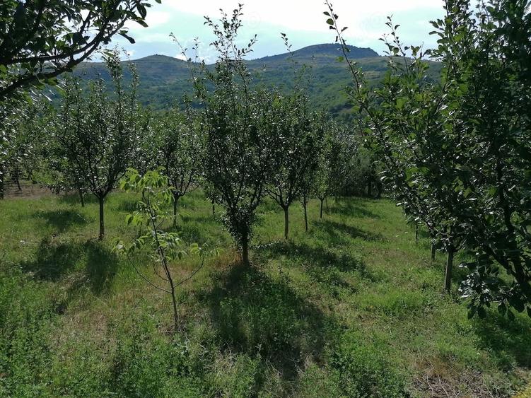 Casă cu 2 camere cu Teren 1600 Mp în Cetea