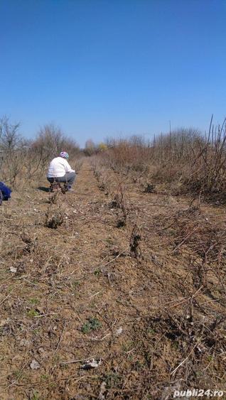 Teren de 400 mp, în Adunații-Copăceni