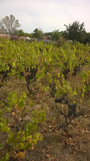 Teren de 8700 mp, în Măgurele