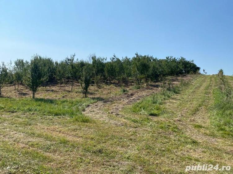Teren de 5500 mp, în Alioș