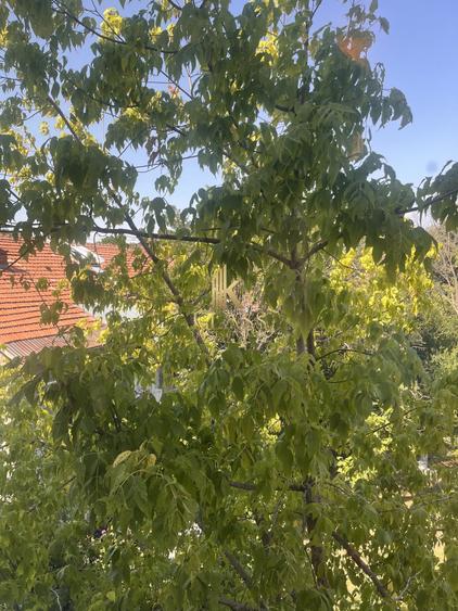 Apartament 2 camere, 50 mp, etaj 2, renovat 2026, nemobilat, zona Floreasca - 6