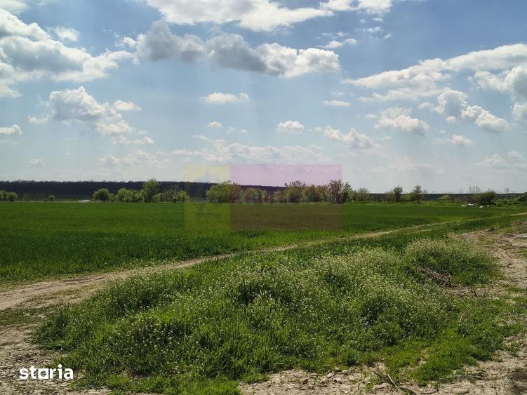 Teren de 12450 mp, în Cernica