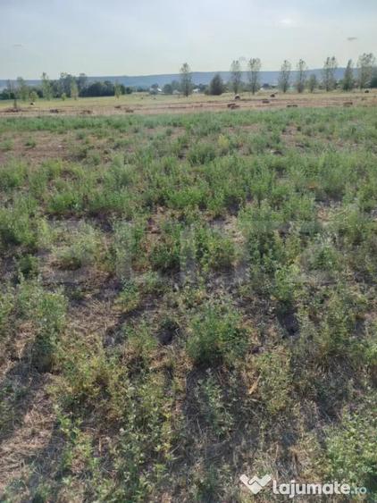 Teren intravilan, 500 mp, zona Releu - Simnicu de Jos - 1