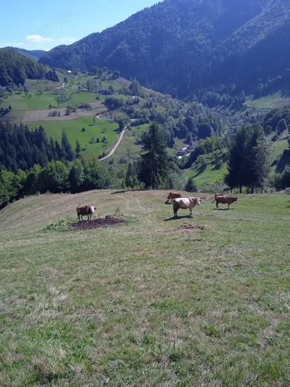 Vand ieftin 3 euro m teren , 4.000 m , Mun?ii Apuseni - 8