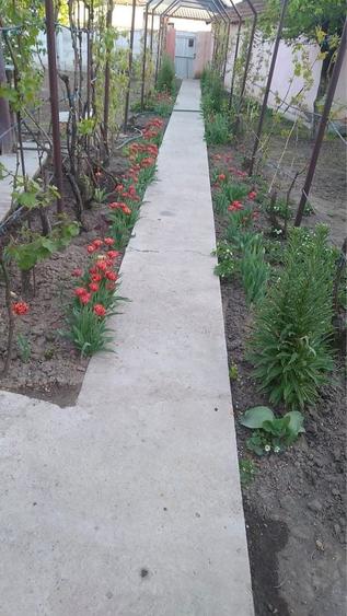 Casă cu 4 camere în Islaz