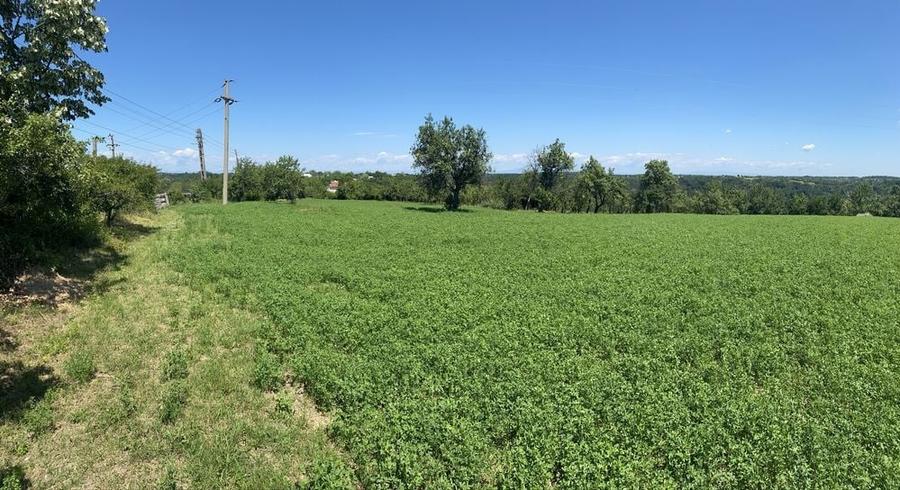 Proprietar, Vand teren intravilan 16600 mp, parcelabil, Comuna Cocu, Arges - 1