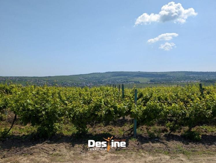Teren Construcții intravilan de 974 mp, în Bârnova