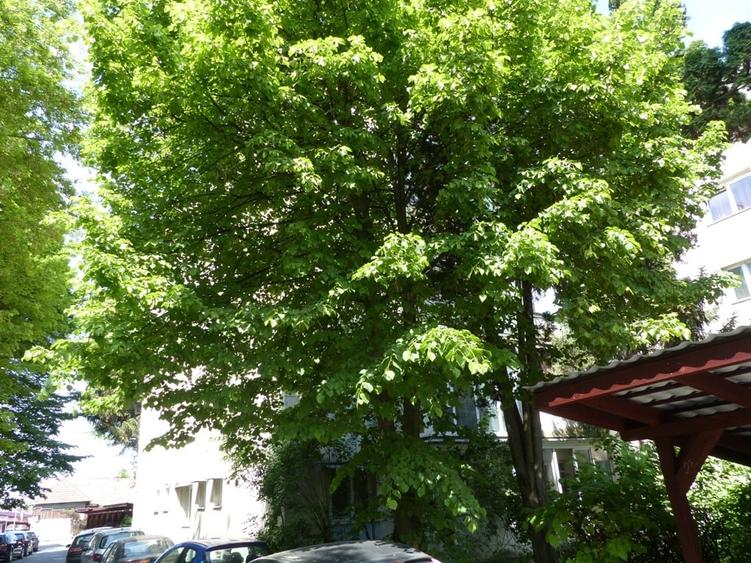 Apartament cu 3 camere semidecomandat, mobilat în Budai