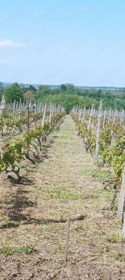 Teren de 2300 mp, în Sărata (Sărata)