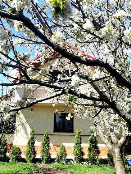 Casă individuală cu 3 camere cu Teren 530 Mp în Glina