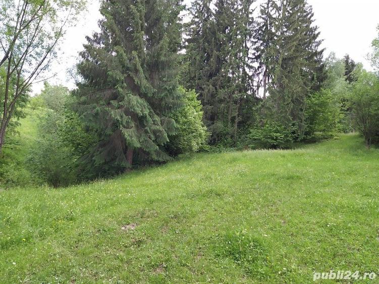 Teren de 9042 mp, în Moisei