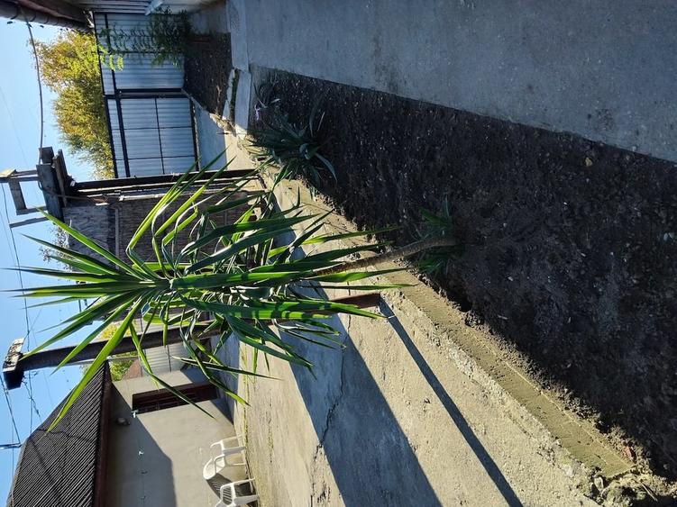 Casă cu 3 camere cu Teren 1400 Mp în Central