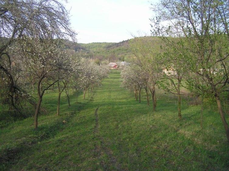 Teren Construcții intravilan de 6090 mp, în Călinești