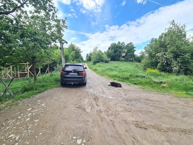 Teren intravilan de 4355 mp, în Câmpina