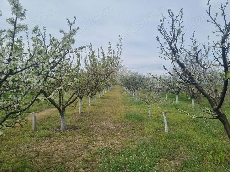 Teren de 2000 mp, în Dridu