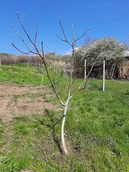 Teren de 33400 mp, în Central